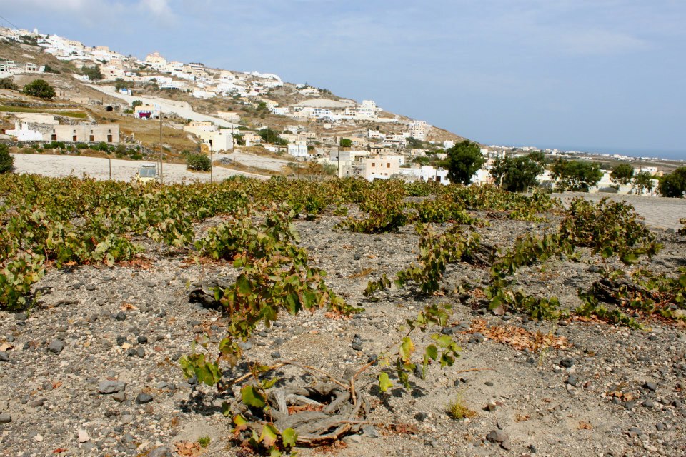 les caves de pyrene