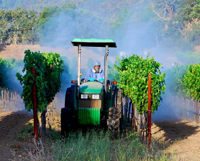 Spraying vineyard