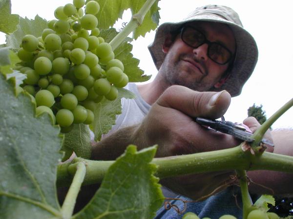 vineyard work 3