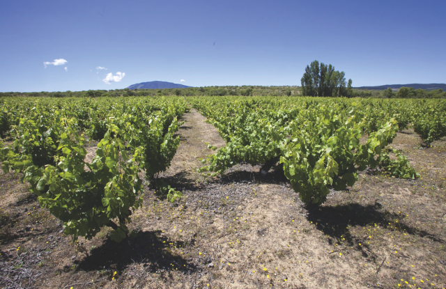 Old carignan vines