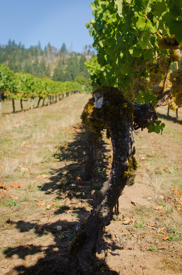 'Golden Cluster' Semillon vines. (Photo credit: Stephanie Sprinkle, E&R Wine Shop)