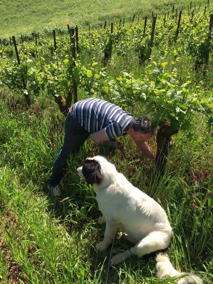 Sir Wregg working in the Maresh vineyard
